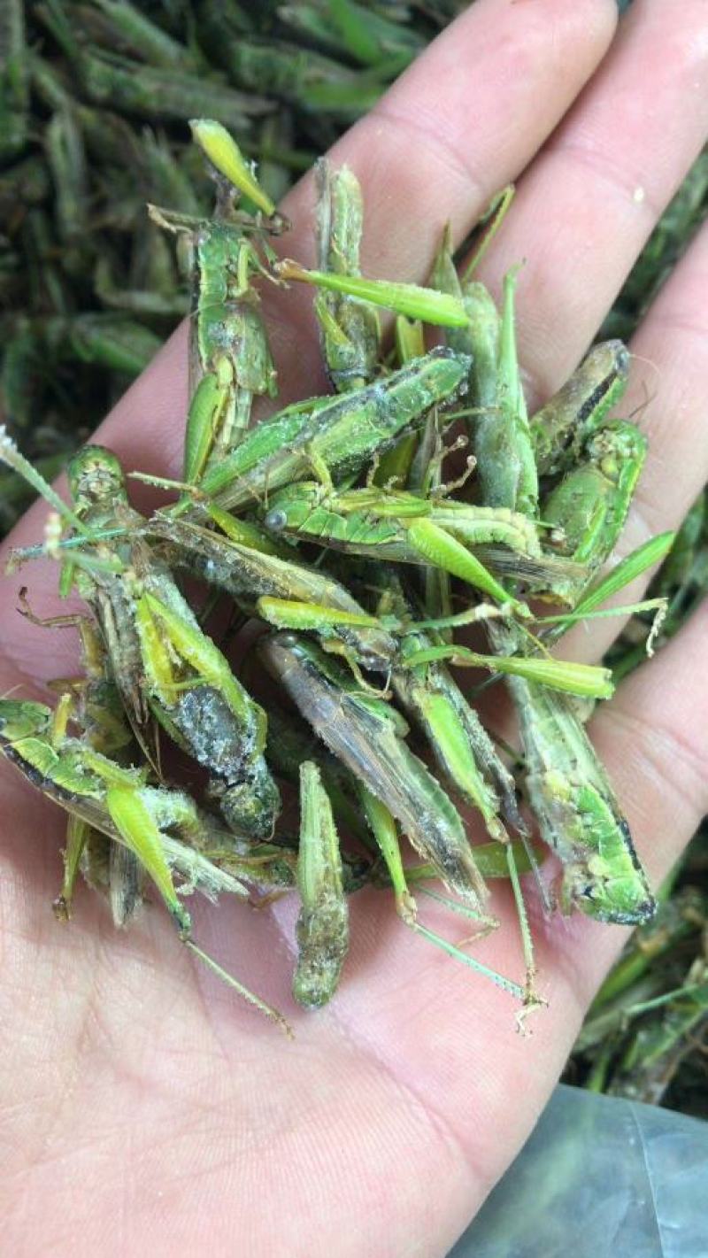 稻蝗质量保证颜色好新稻蝗稻田蚂蚱