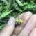 稻蝗质量保证颜色好新稻蝗稻田蚂蚱