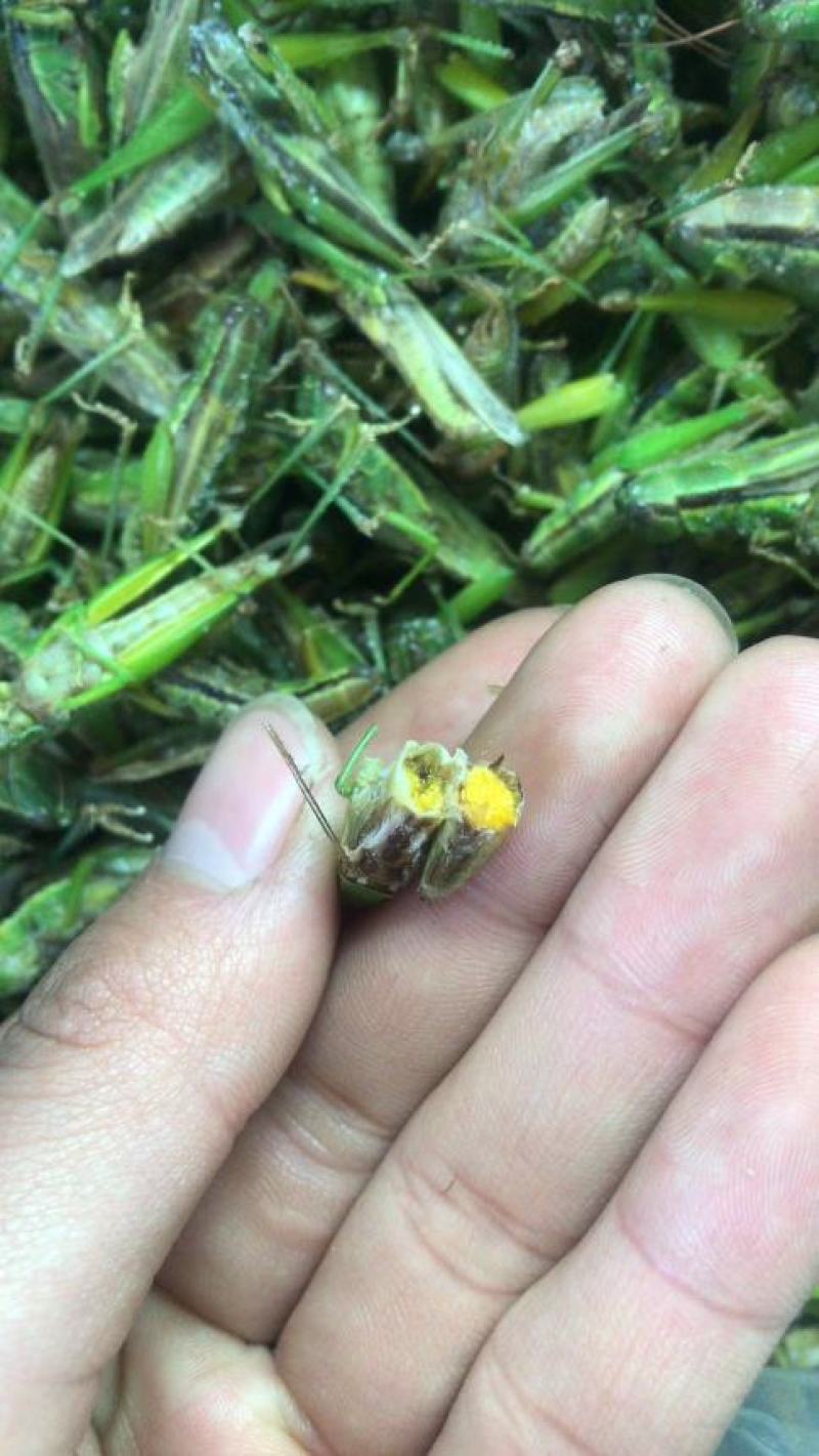 稻蝗质量保证颜色好新稻蝗稻田蚂蚱