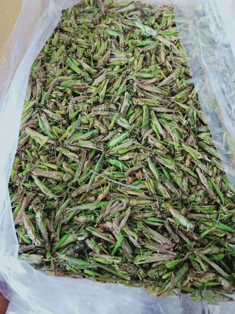稻蝗质量保证颜色好新稻蝗稻田蚂蚱