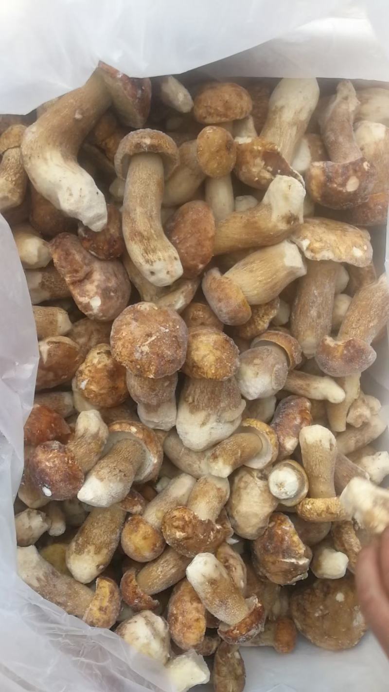 云南特产冰冻白牛肝菌美味牛肝菌大脚菇菌冻品产地直销