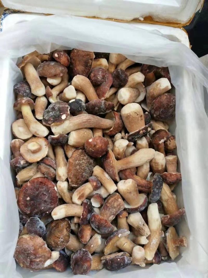 云南特产冰冻白牛肝菌美味牛肝菌大脚菇菌冻品产地直销