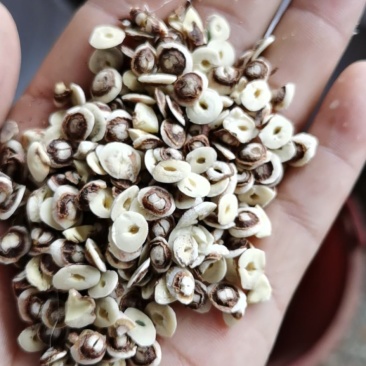 莲子帽白莲子切片入药打粉酿酒好原料