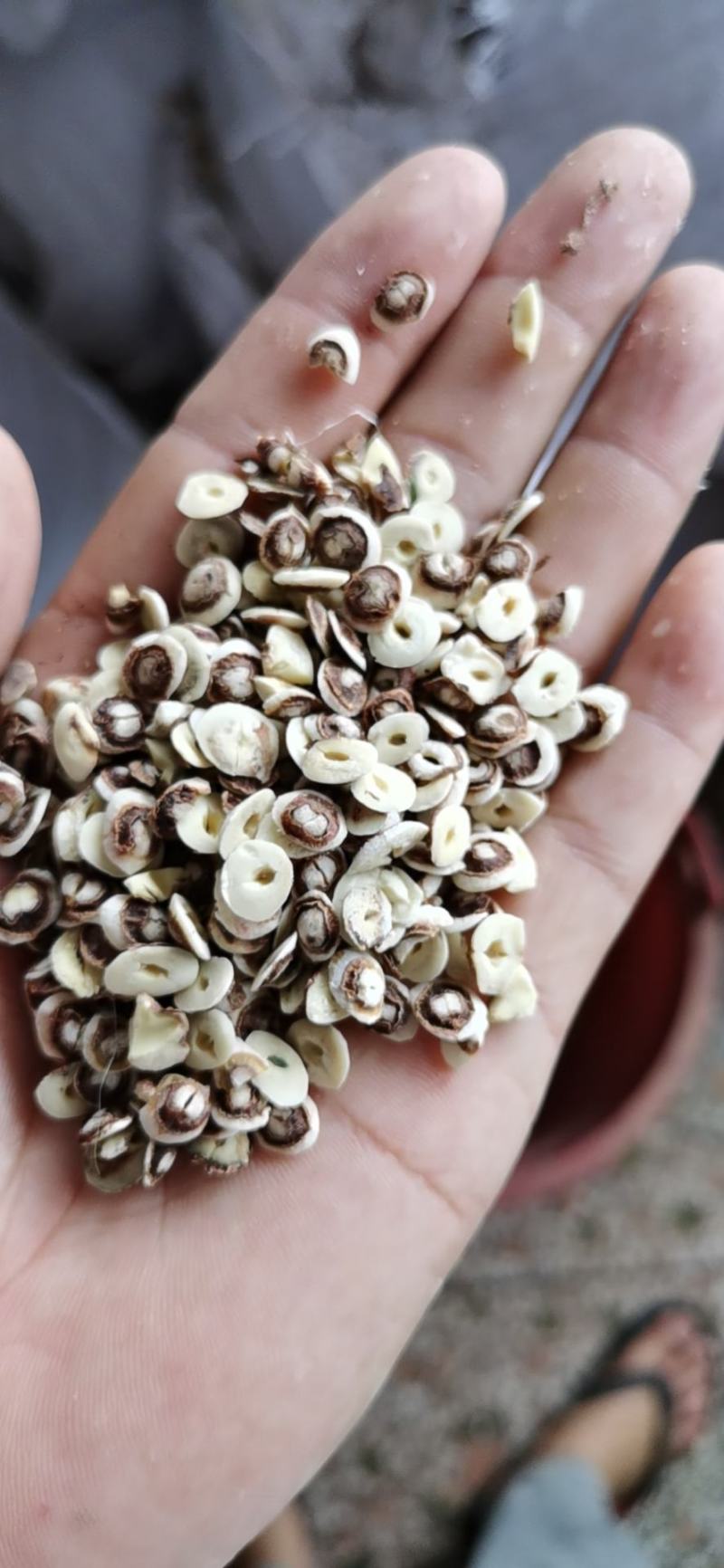 莲子帽白莲子切片入药打粉酿酒好原料