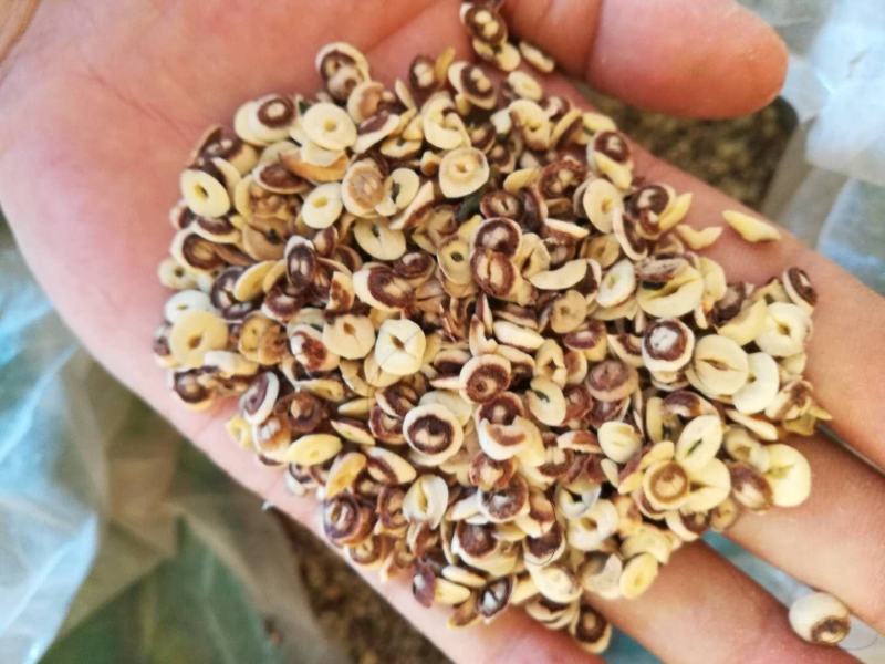 莲子帽白莲子切片入药打粉酿酒好原料