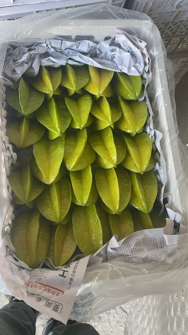 广东哪里有批发杨桃的