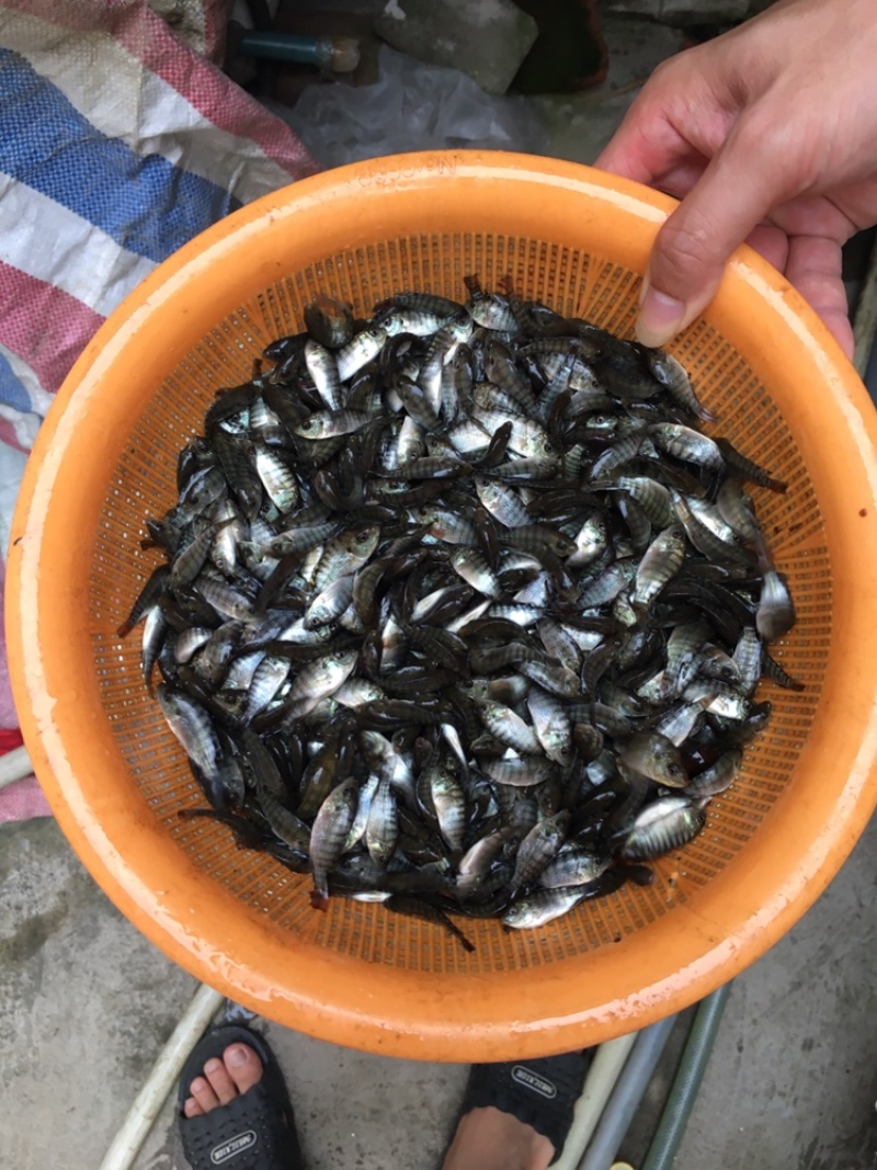 超级快大罗非鱼海南罗非鱼