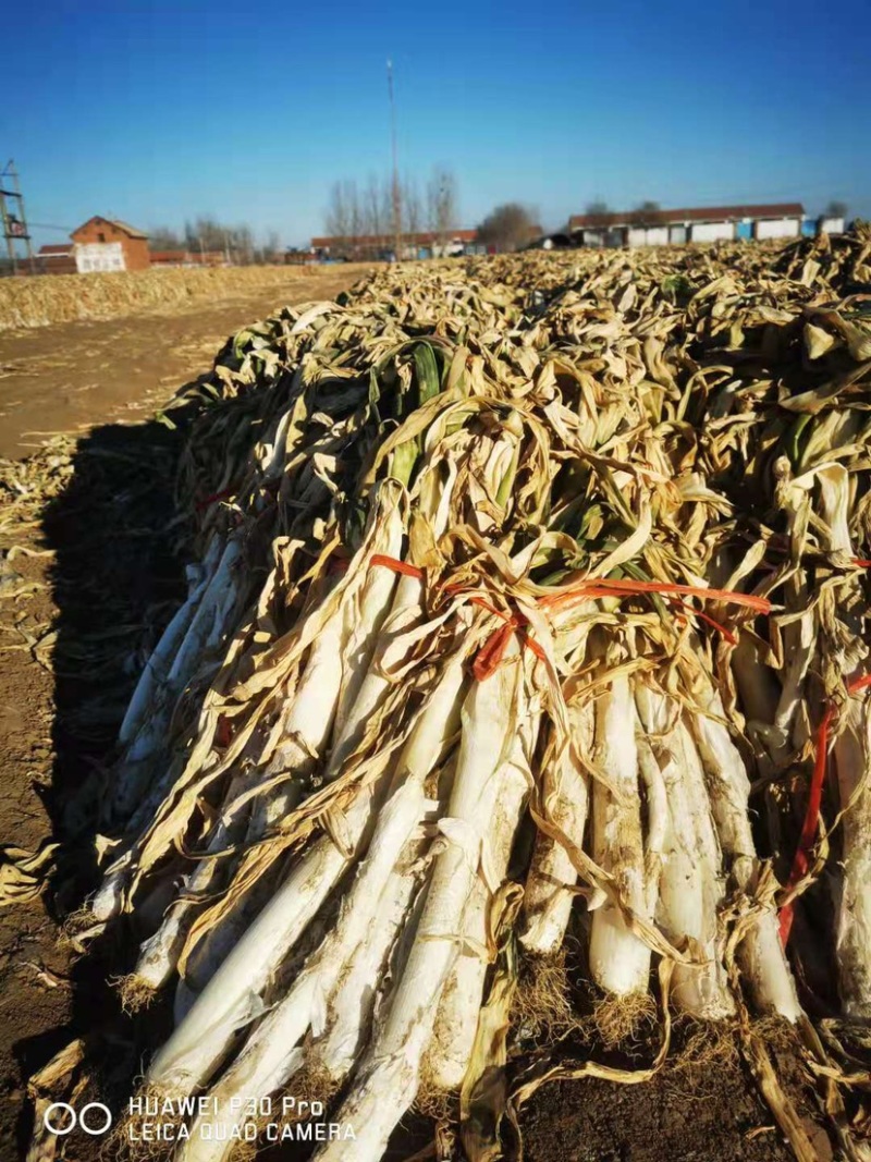 长白干葱价格便宜河北基地直发全国整车代发可地头拿货