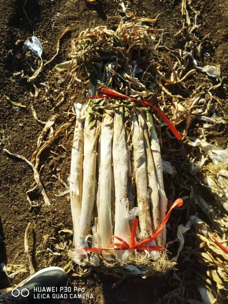 长白干葱价格便宜河北基地直发全国整车代发可地头拿货