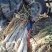 长白干葱价格便宜河北基地直发全国整车代发可地头拿货