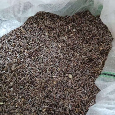 苍术种子10公斤待出售