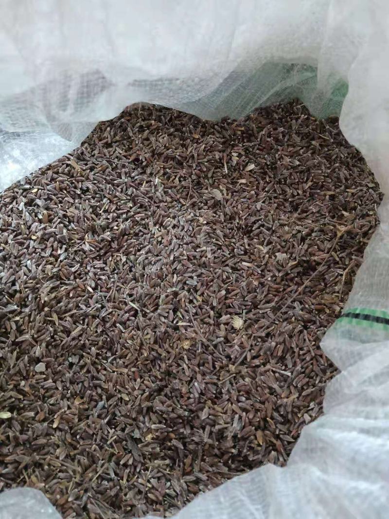 苍术种子10公斤待出售