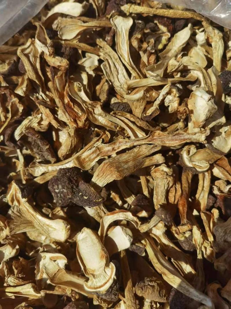赤松茸干品，基地一手货源