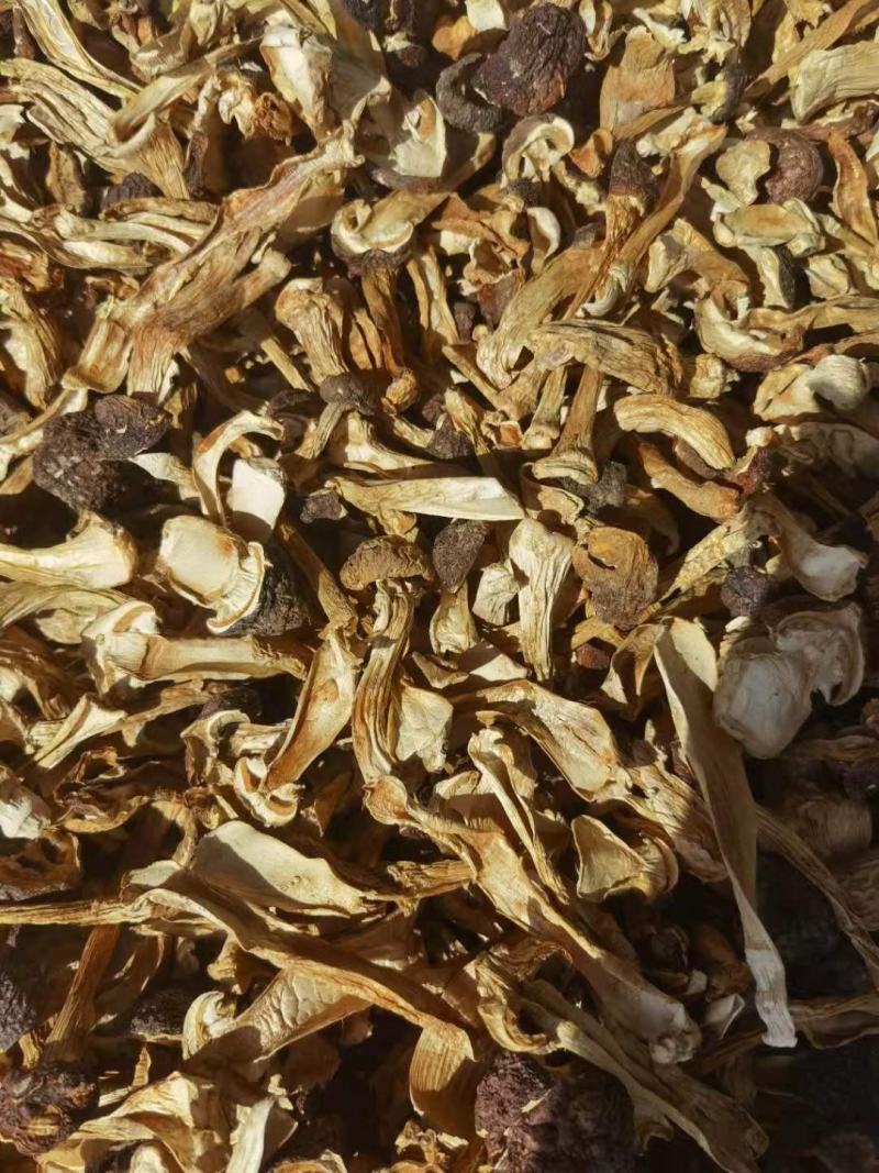 赤松茸干品，基地一手货源