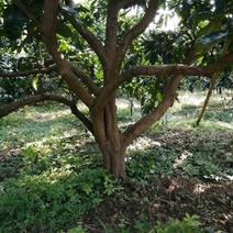 柚子树出售，树形漂亮！绿化工程树！每颗结果达到四百斤！口