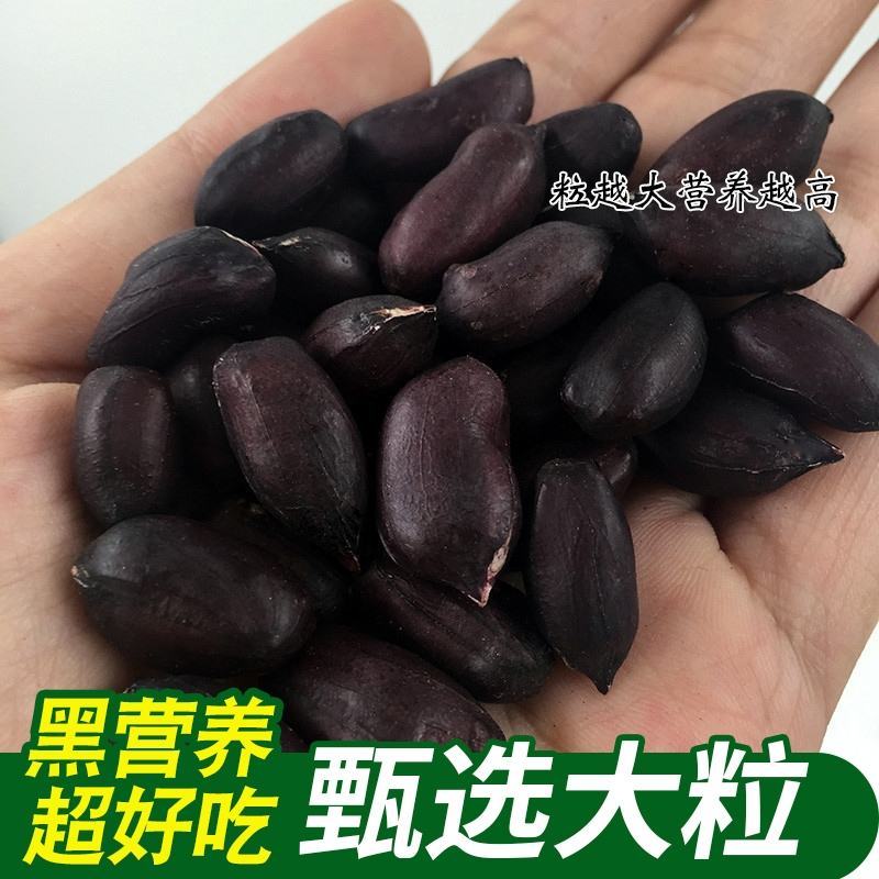 黑花生颗粒饱满颗粒大色泽亮颗粒均匀全国发货