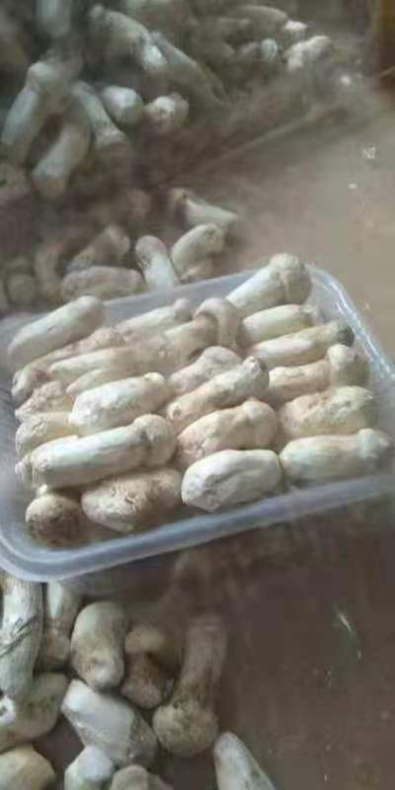 云南特产山珍菌菇冰冻松茸菌老家产地货源大量供应批发