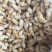 云南特产山珍菌菇冰冻松茸菌老家产地货源大量供应批发