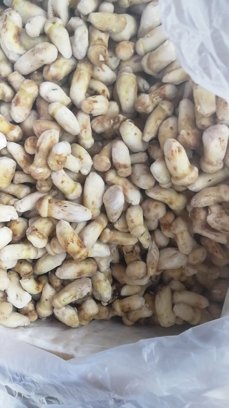 云南特产山珍菌菇冰冻松茸菌老家产地货源大量供应批发