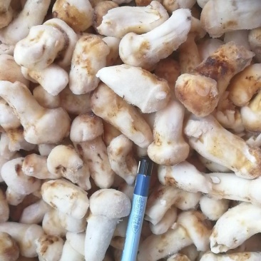 云南特产山珍菌菇冰冻松茸菌老家产地货源大量供应批发
