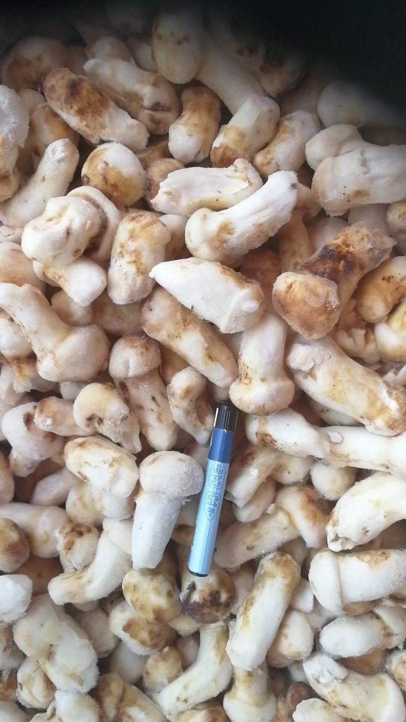 云南特产山珍菌菇冰冻松茸菌老家产地货源大量供应批发