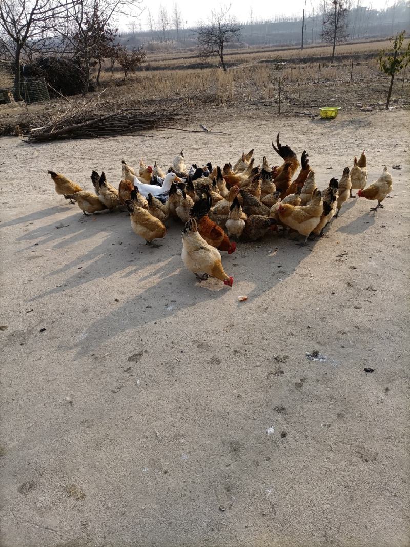 笨鸡九个月，笨鸭五个月