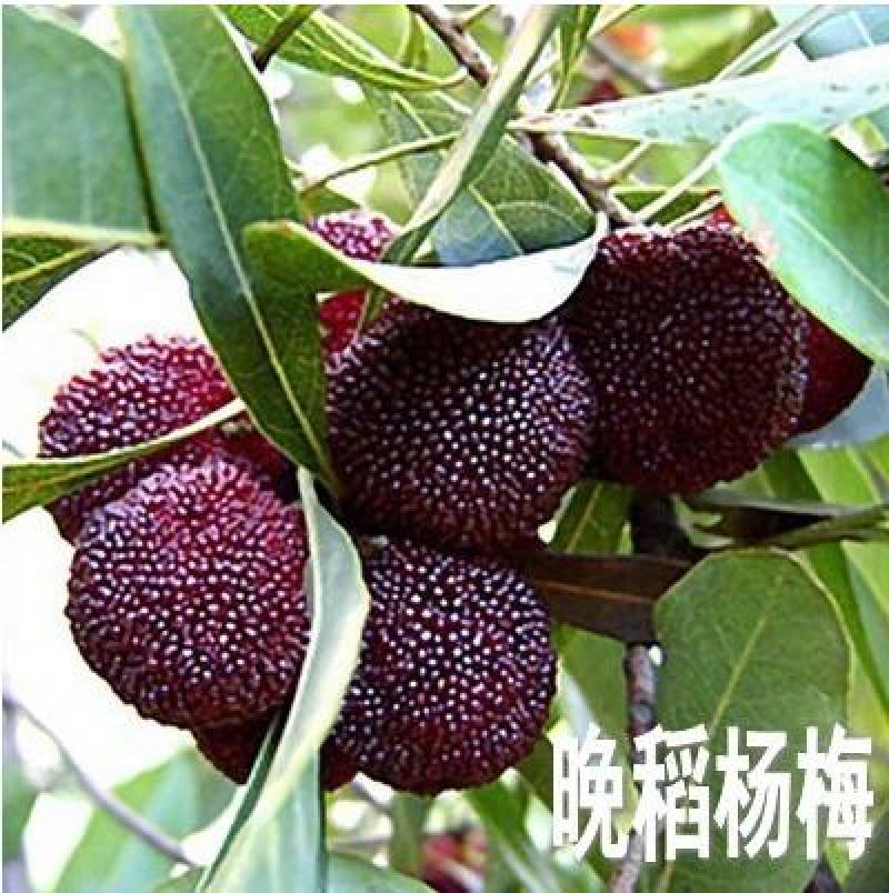 杨梅树苗正宗嫁接东魁黑炭特大果树苗南北方种植盆栽地载常绿