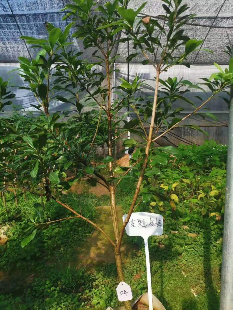 杨梅树苗正宗嫁接东魁黑炭特大果树苗南北方种植盆栽地载常绿