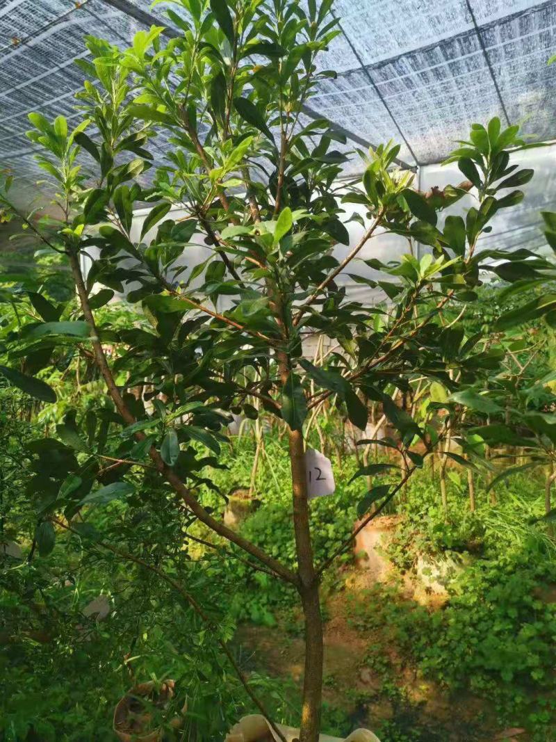 杨梅树苗正宗嫁接东魁黑炭特大果树苗南北方种植盆栽地载常绿