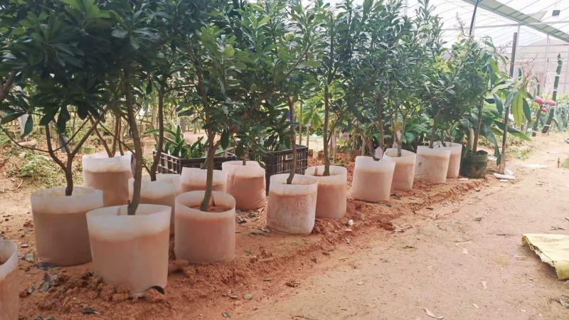 杨梅树苗正宗嫁接东魁黑炭特大果树苗南北方种植盆栽地载常绿
