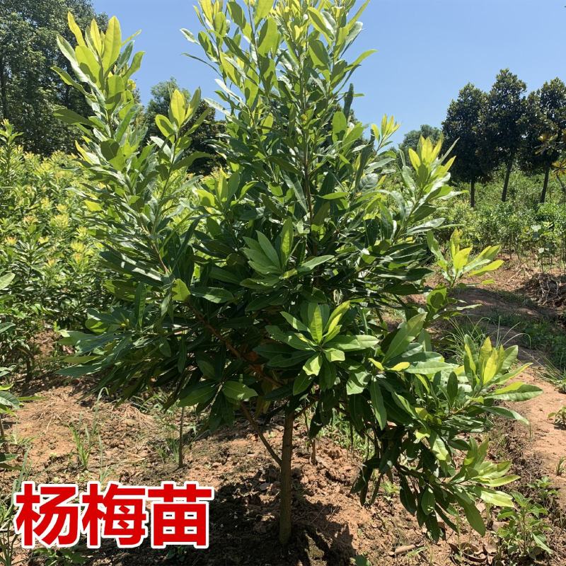杨梅树苗正宗嫁接东魁黑炭特大果树苗南北方种植盆栽地载常绿