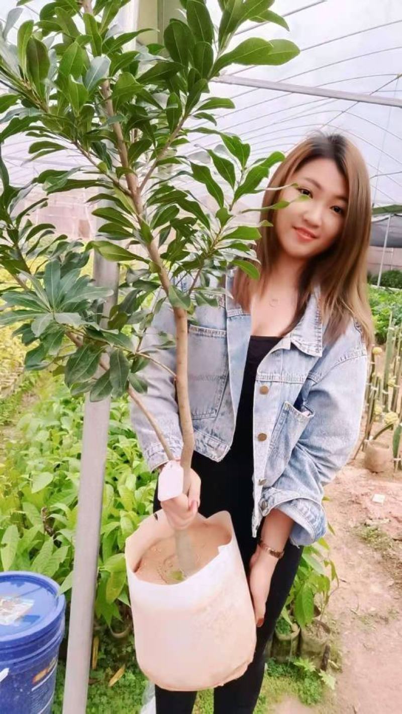 杨梅树苗正宗嫁接东魁黑炭特大果树苗南北方种植盆栽地载常绿