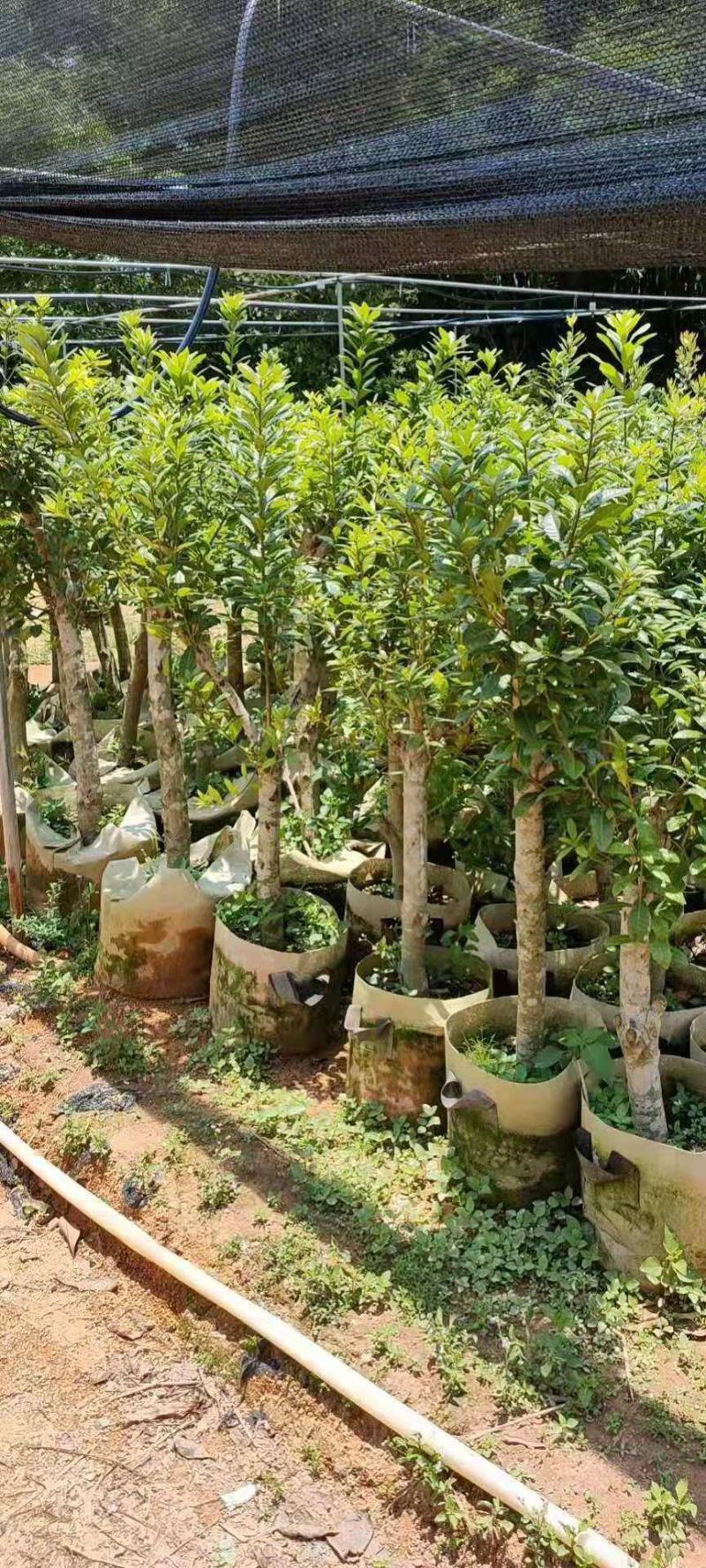 杨梅树苗正宗嫁接东魁黑炭特大果树苗南北方种植盆栽地载常绿