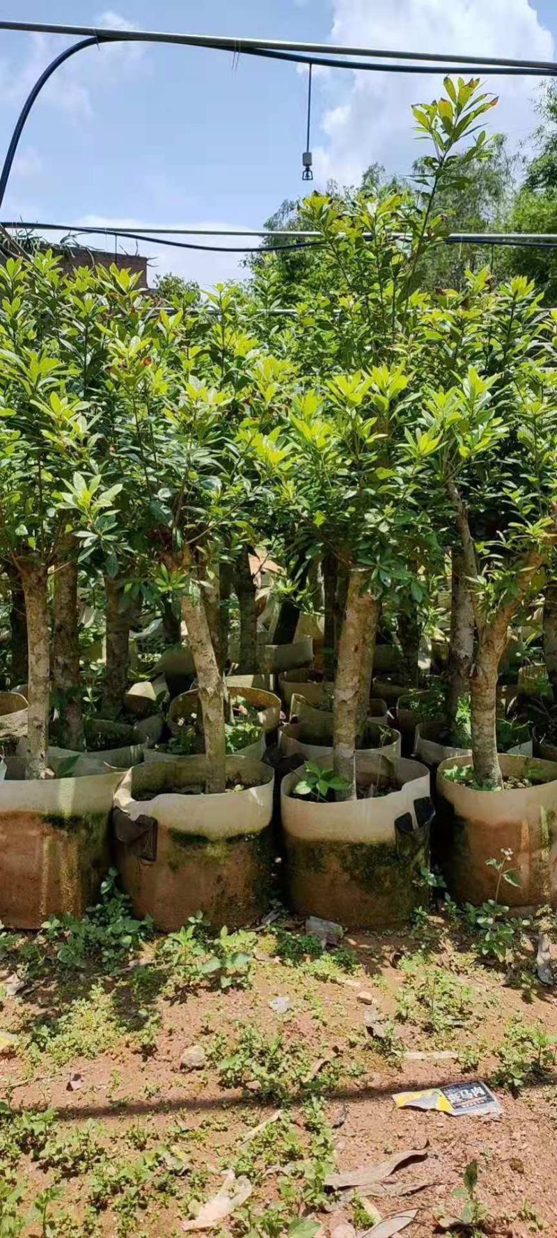 杨梅树苗正宗嫁接东魁黑炭特大果树苗南北方种植盆栽地载常绿