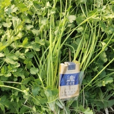 铁杆青小叶香菜，基地直供，大量上市