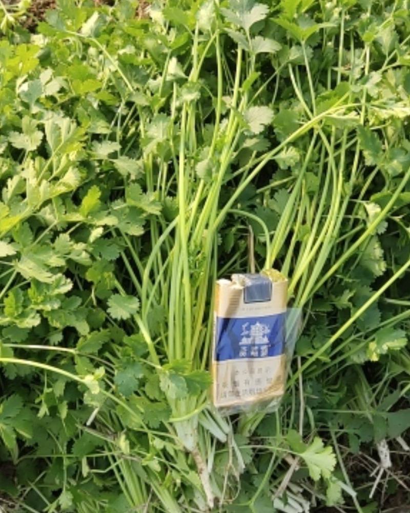 铁杆青小叶香菜，基地直供，大量上市