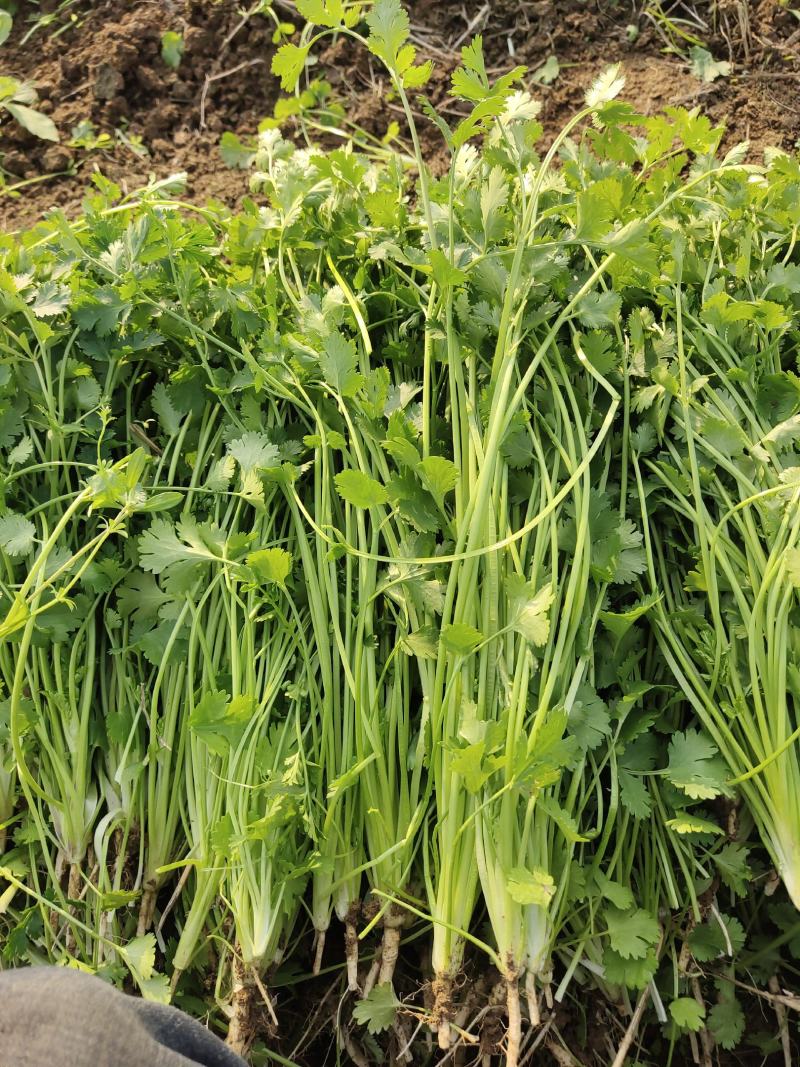 铁杆青小叶香菜，基地直供，大量上市