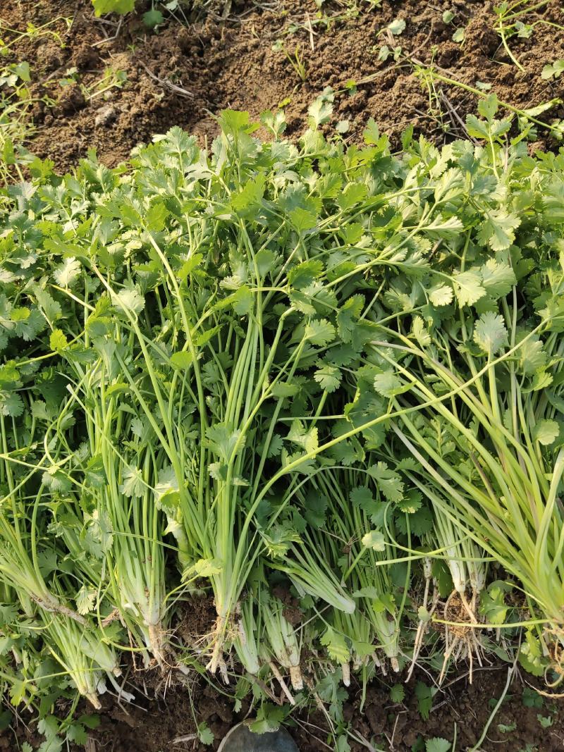 铁杆青小叶香菜，基地直供，大量上市