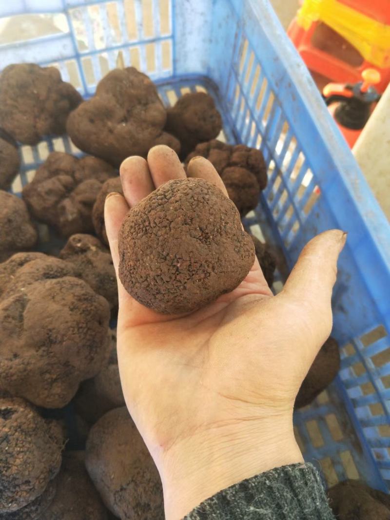 松露猪拱菌块菌干片老家货源直拱货源充足量大从优