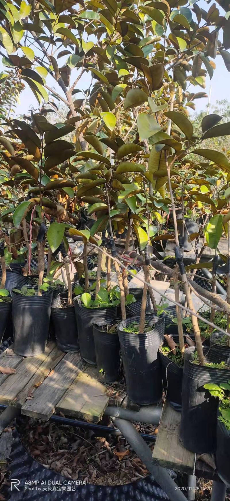 进口越南牛奶果树苗当年结果盆栽地栽南北方种植嫁接紫皮牛奶
