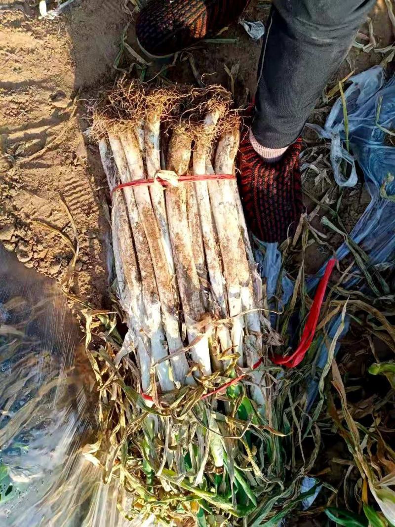 长白大葱，半干葱湿显葱，大量供应价格优美欢迎各地客商来订