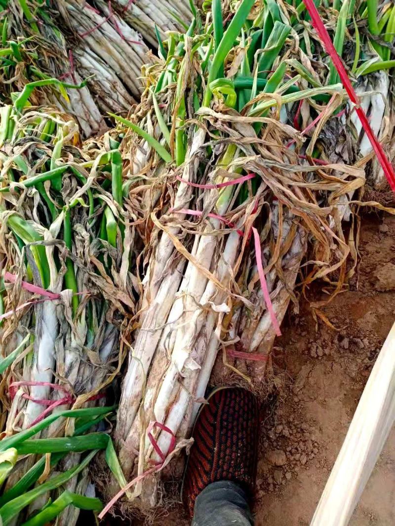 长白大葱，半干葱湿显葱，大量供应价格优美欢迎各地客商来订