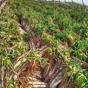 长白大葱，半干葱湿显葱，大量供应价格优美欢迎各地客商来订