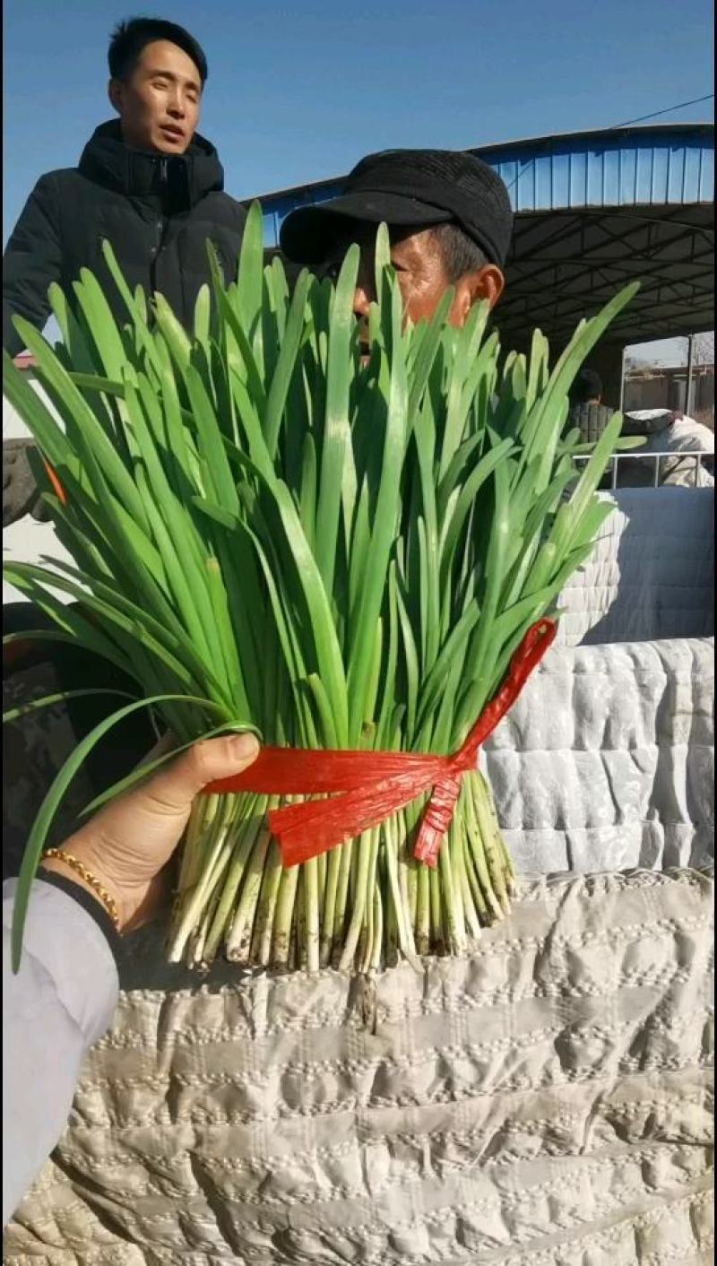 精品不贵的好韭菜欢迎咨询采购