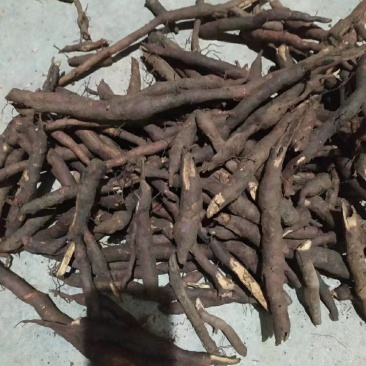 粉质母条根条统货乌药