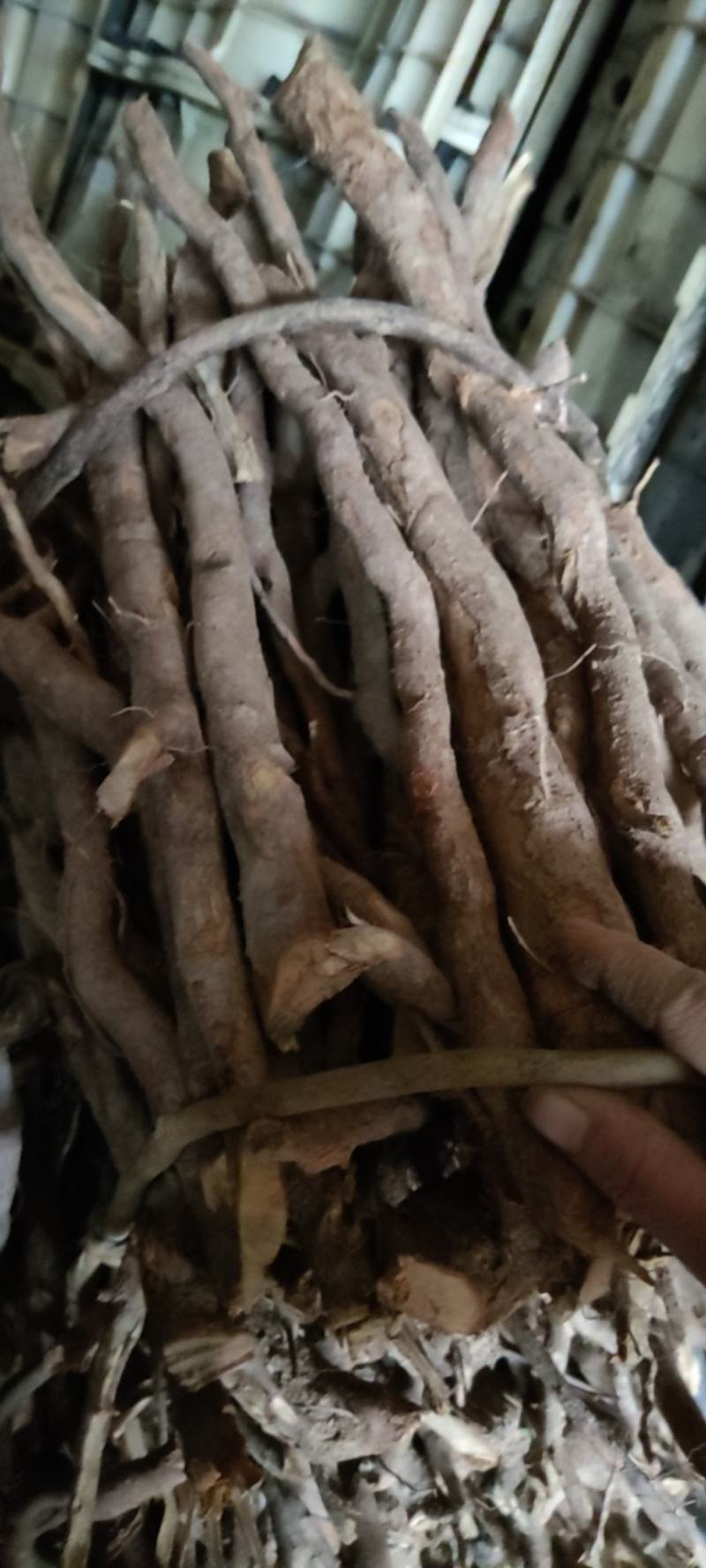 粉质母条根条统货乌药
