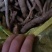 粉质母条根条统货乌药