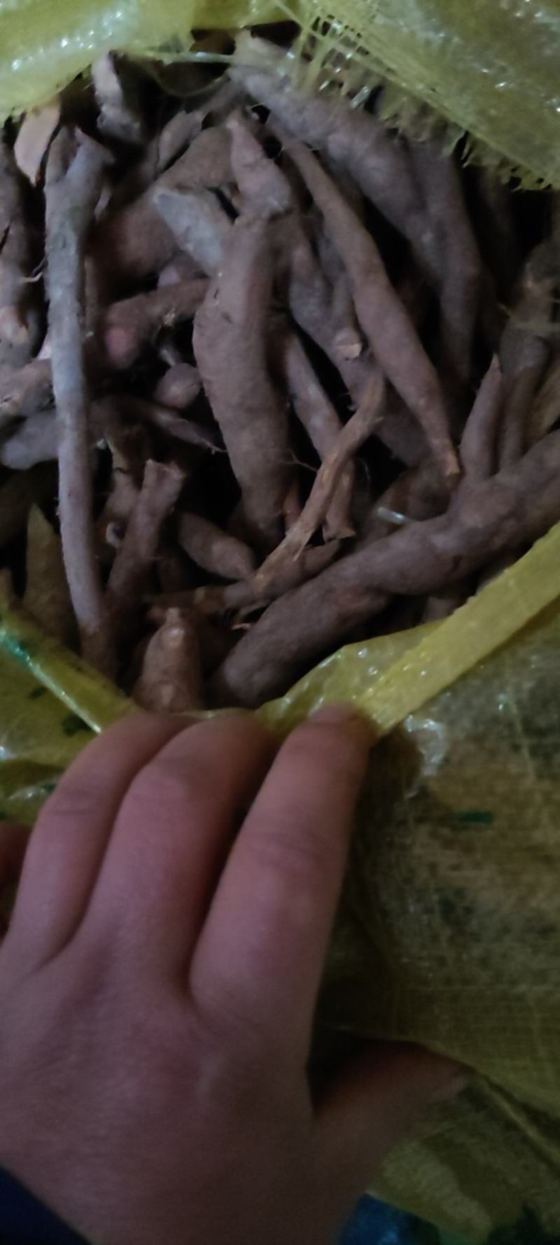 粉质母条根条统货乌药