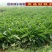 俄罗斯饲料菜种子营养价值高新品进口牧草种子四季牧草种