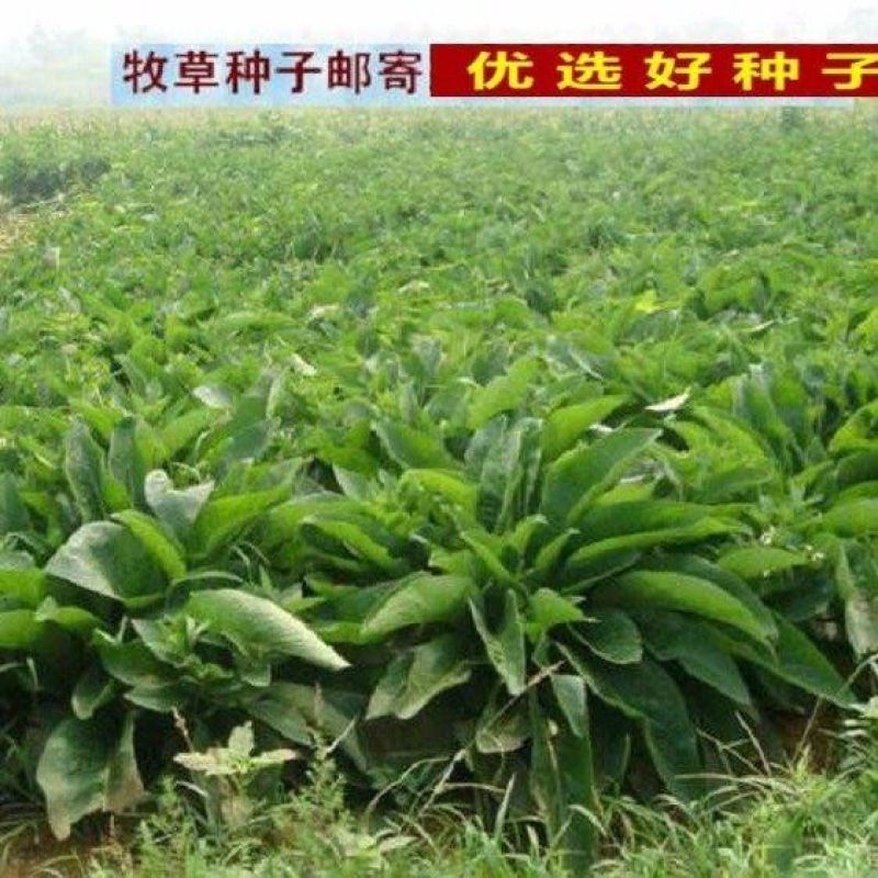 俄罗斯饲料菜种子营养价值高新品进口牧草种子四季牧草种